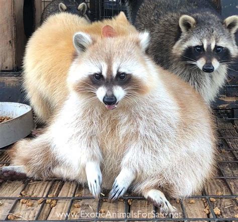 No one may possess a raccoon without a license, and licenses are not issued for pet wildlife. . Domesticated raccoons for sale